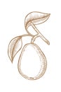 Hand drawn pear branch. Royalty Free Stock Photo