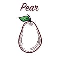 Hand drawn pears illustration isolated on white background Royalty Free Stock Photo