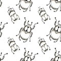 Hand drawn in pencil black and white pattern of insect beetles on a white background. Royalty Free Stock Photo