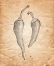 Hand drawn pencil chilli pepper on old paper background