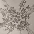 hand drawn pencil drawing of trees from below Royalty Free Stock Photo