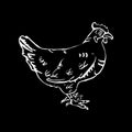 Hand-drawn pencil graphics, hen. Engraving, stencil style. Royalty Free Stock Photo