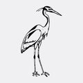 Hand-drawn pencil graphics, heron. Engraving, stencil style.