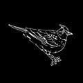 Hand-drawn pencil graphics, lark, sparrow, nightingale blackbird