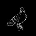 Hand-drawn pencil graphics, small bird, dove, pigeon