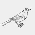 Hand-drawn pencil graphics, small bird Royalty Free Stock Photo