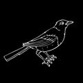 Hand-drawn pencil graphics, small bird Royalty Free Stock Photo