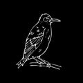 Hand-drawn pencil graphics, small bird, starling, woodpecker, or