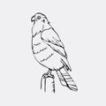 Hand-drawn pencil graphics, vulture, eagle, osprey, falcon, hawk