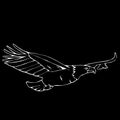 Hand-drawn pencil graphics, vulture, eagle, osprey, falcon, hawk