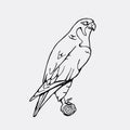 Hand-drawn pencil graphics, vulture, eagle, osprey, falcon, hawk