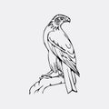 Hand-drawn pencil graphics, vulture, eagle, osprey, falcon, hawk