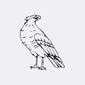 Hand-drawn pencil graphics, vulture, eagle, osprey, falcon, hawk