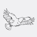 Hand-drawn pencil graphics, vulture, eagle, osprey, falcon, hawk