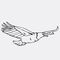 Hand-drawn pencil graphics, vulture, eagle, osprey, falcon, hawk