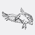 Hand-drawn pencil graphics, vulture, eagle, osprey, falcon, hawk