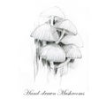 Hand-drawn pencil illustrations of the different mushrooms