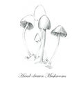 Hand-drawn pencil illustrations of the different mushrooms