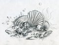 Hand drawn pencil sketch of peebles and shells