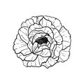 Hand drawn peony flower isolated on white background. Decorative vector sketch illustration. Floral line art concept Royalty Free Stock Photo