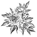 Hand drawn Peony Flowers Bunch Royalty Free Stock Photo