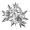 Hand drawn Peony Flowers with Leaves Royalty Free Stock Photo