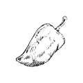 Hand Drawn pepper doodle. Sketch style icon. Decoration element. Royalty Free Stock Photo