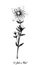 Hand Drawn of Perforate St.John`s Wort Plant