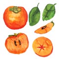 Hand drawn persimmon set