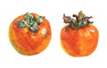 Watercolor persimmons set