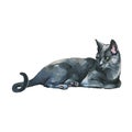 Watercolor grey cat