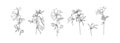 Hand drawn petaled flower collection. Set of plants outlines. Black sketch vector on white background. Herb wildflower decorative Royalty Free Stock Photo