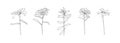 Hand drawn petaled flower collection. Set of plants outlines. Black vector sketch on white background. Herb wildflower decorative Royalty Free Stock Photo