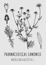 Hand drawn pharmaceutical camomile Matricaria recutita. Vector graphic illustration for print, logo, emblem, label and other