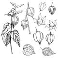 Hand drawn Physalis fruit Physalis peruviana. Vector sketch Royalty Free Stock Photo