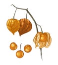 Hand drawn Physalis plant isolated on white background.