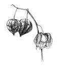 Hand drawn Physalis plant isolated on white background.