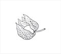 Physalis plant drawing. Hand-drawn healthy fruit, vector illustration.