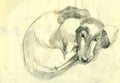 An hand drawn picture, illustration - an DOG Royalty Free Stock Photo