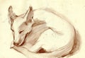 An hand drawn picture, illustration - an DOG Royalty Free Stock Photo