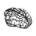 Hand-drawn pig brain sketch. Internal organs of farm animal drawings. Healthy food vector Illustrations on a white background.