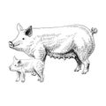 Hand drawn pig and piglet Royalty Free Stock Photo