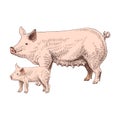 Hand drawn pig and piglet Royalty Free Stock Photo