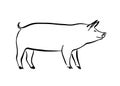 Hand drawn pig sketch illustration. Vector black ink drawing farm animal, outline silhouette isolated on white background