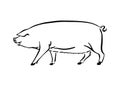 Hand drawn pig sketch illustration. Vector black ink drawing farm animal, outline sow silhouette isolated on white background Royalty Free Stock Photo