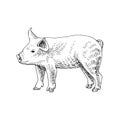 Hand drawn piglet