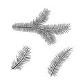 Hand drawn pine branch set. floral elements for christmas and new year design Royalty Free Stock Photo