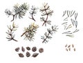 Hand drawn pine branches, needles and cone set, clip art, isolated, watercolor realistic illustration. Woodland clipart Royalty Free Stock Photo