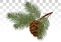 Hand drawn Pine cone and fir tree. Botanical drawn vector illustration. Isolated xmas pinecones. for greeting Royalty Free Stock Photo