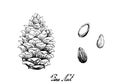 Hand Drawn Pine Cone with Pine Nut Royalty Free Stock Photo